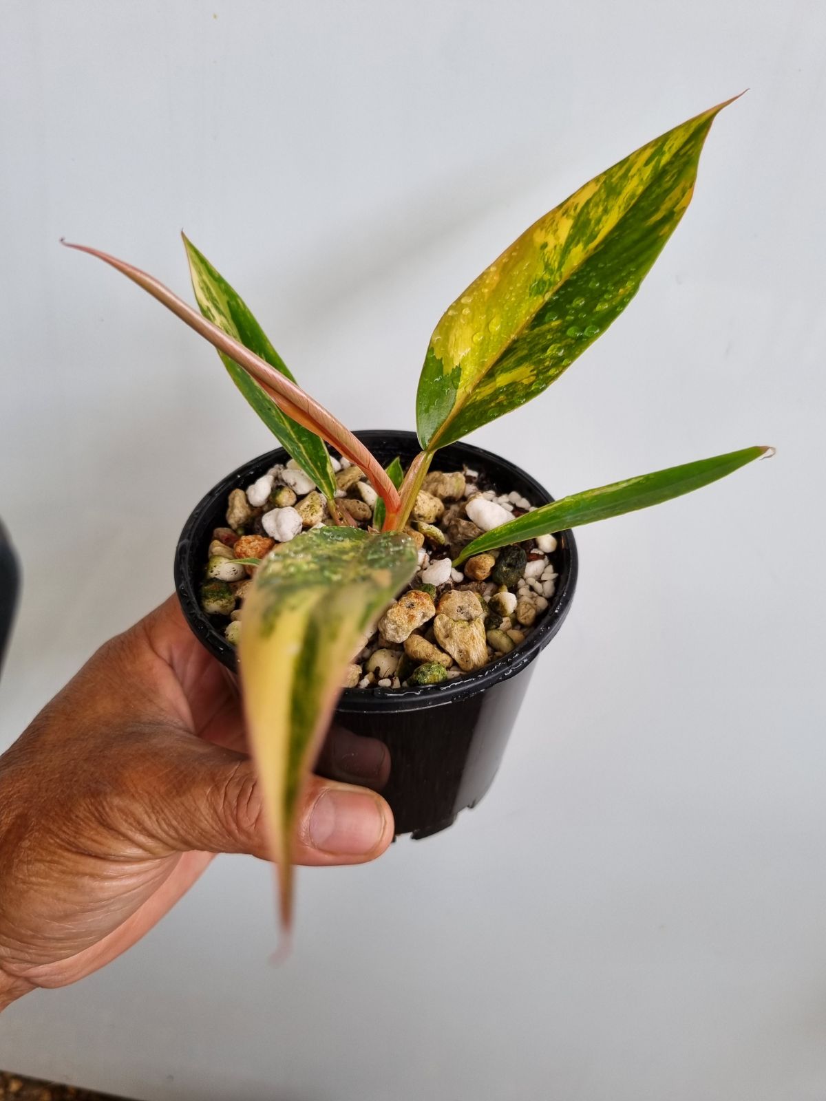 Philodendron - Hybrid (Caramel Marble-type) Variegated