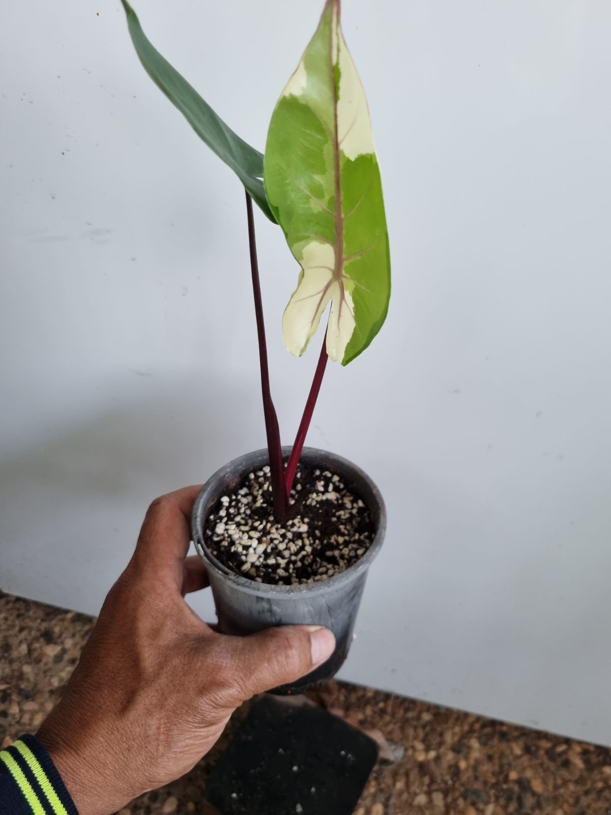Alocasia - Black Stem Varigated