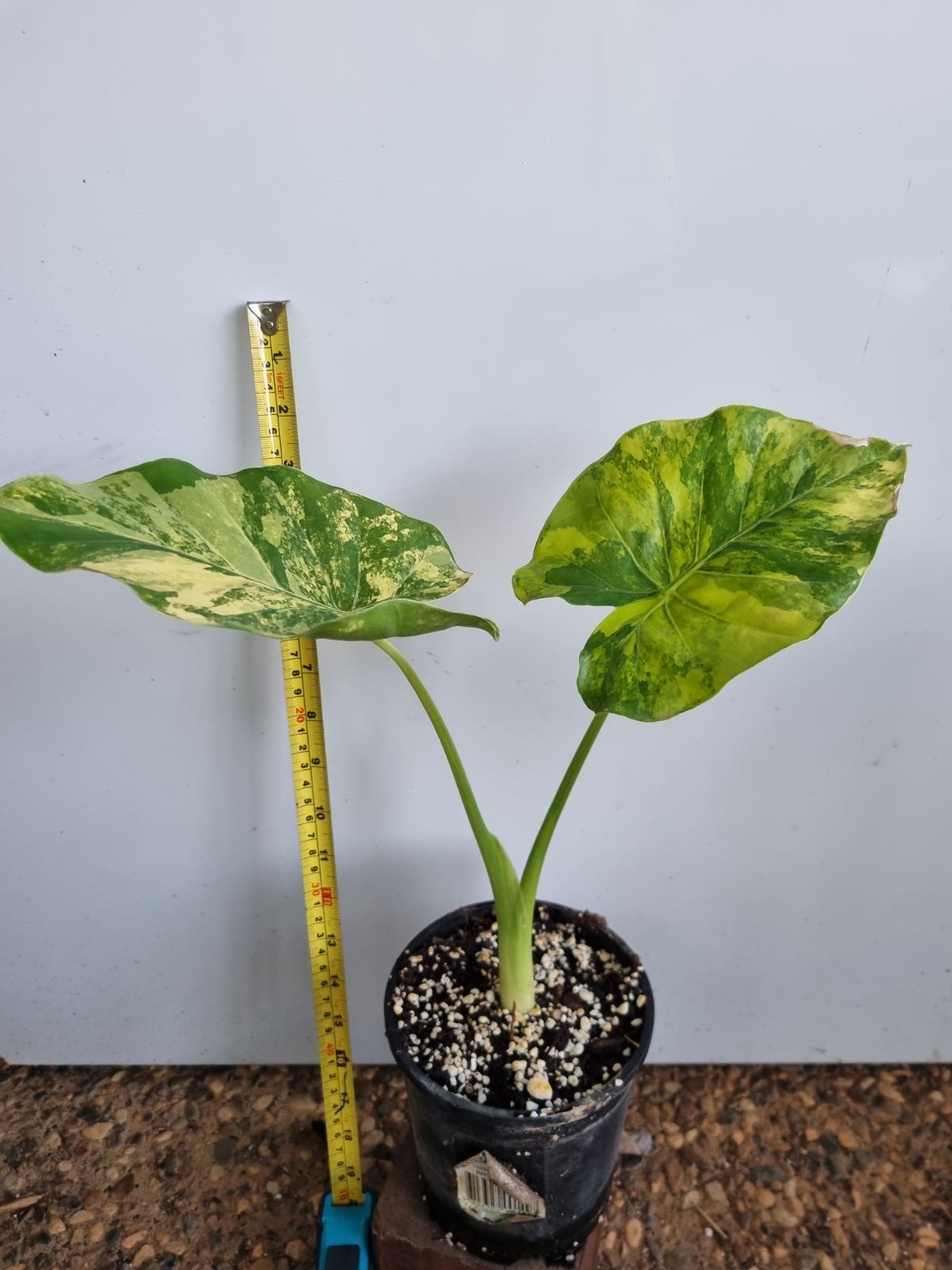 Alocasia - Gageana Aurea