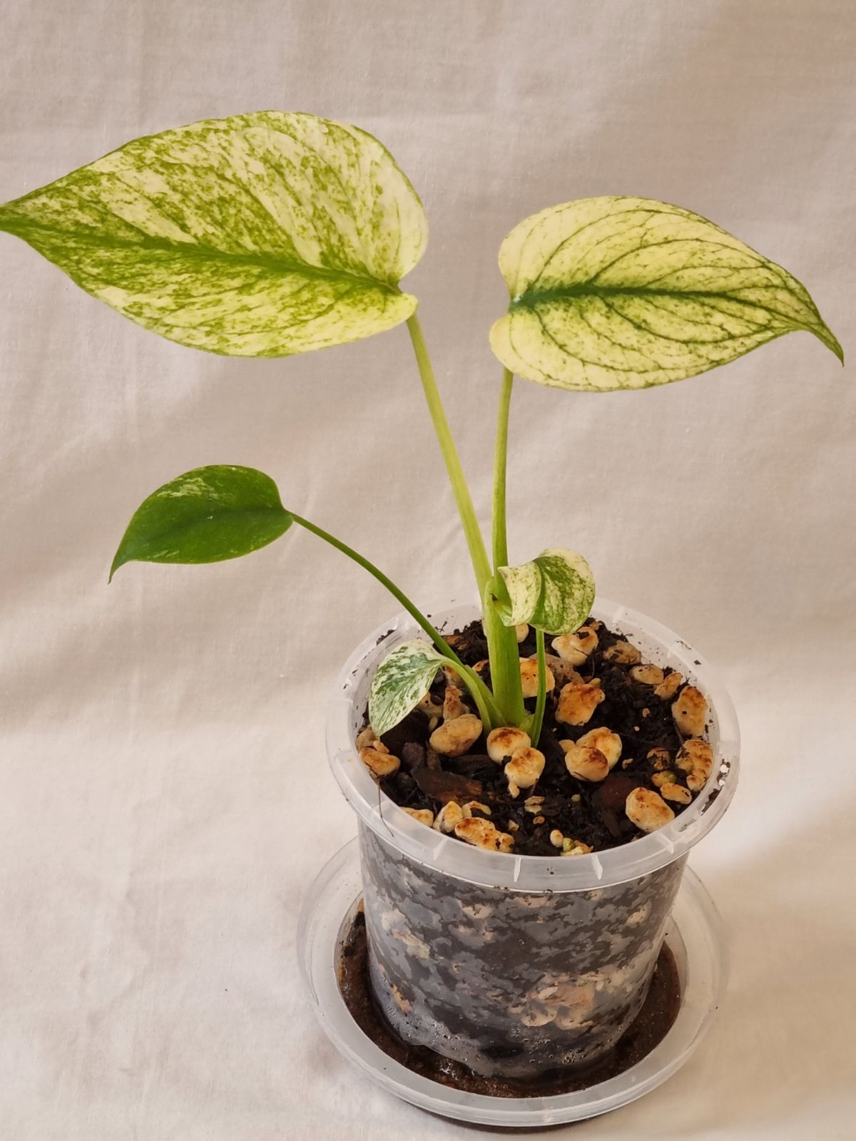 Monstera - Deliciosa (Mint Variegation)