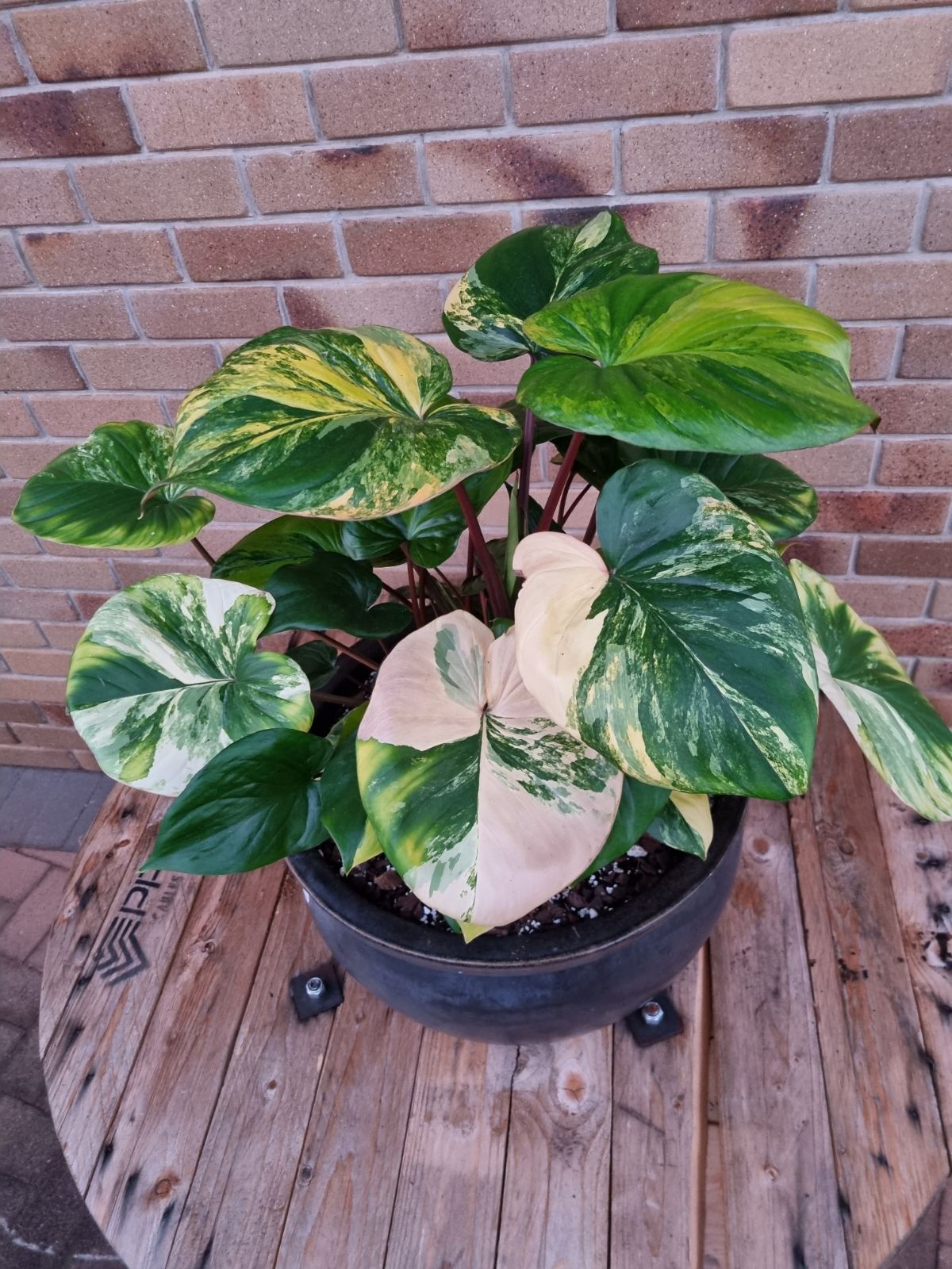 Homalomena - Rubescens Aurea Variegated