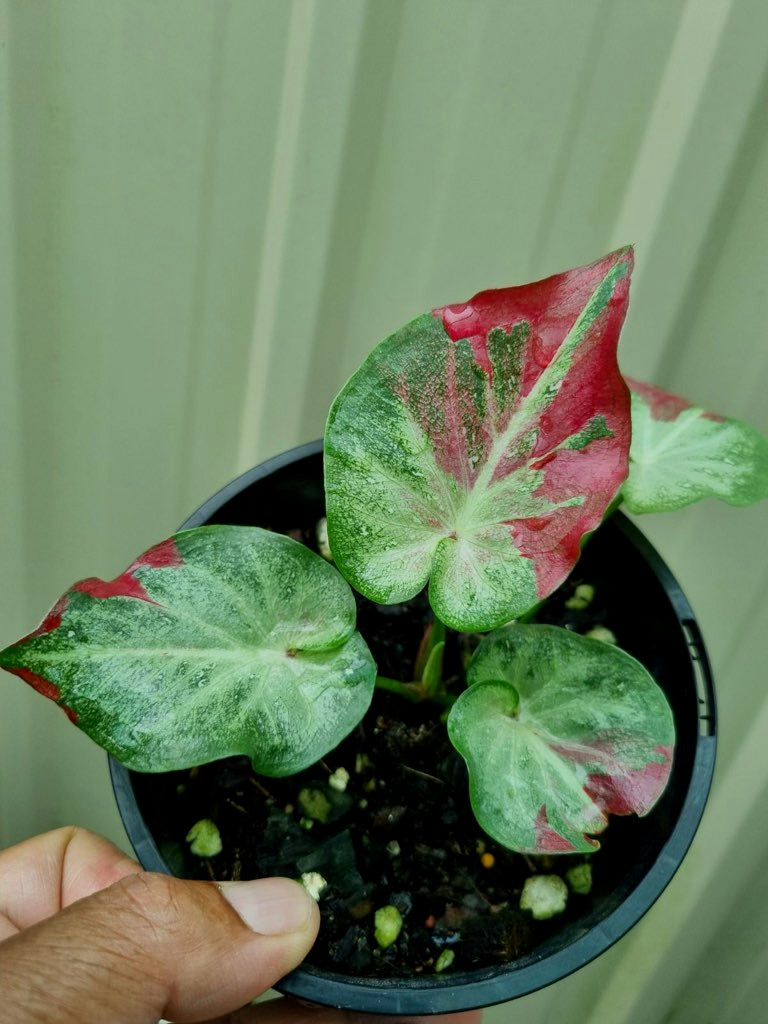 Caladium - Raspberry Splash