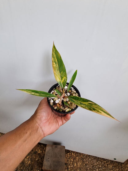 Philodendron - Hybrid (Caramel Marble-type) Variegated