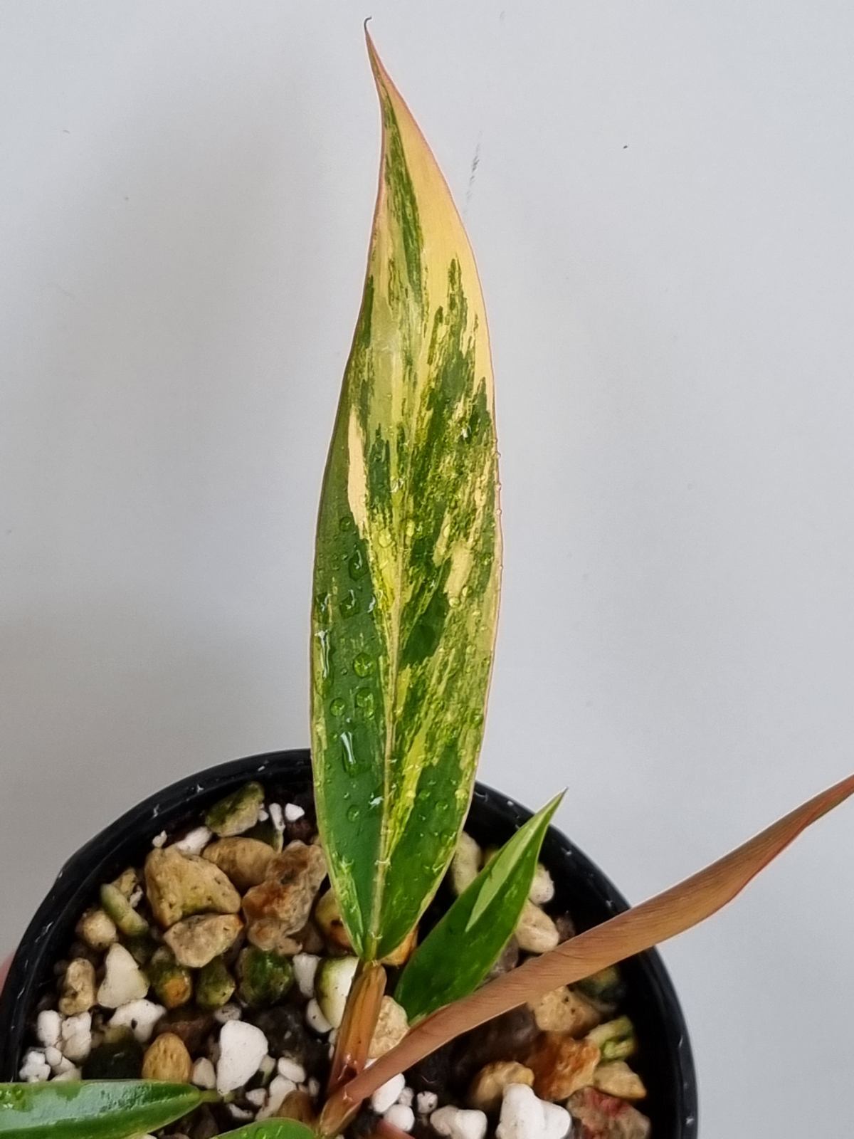 Philodendron - Hybrid (Caramel Marble-type) Variegated