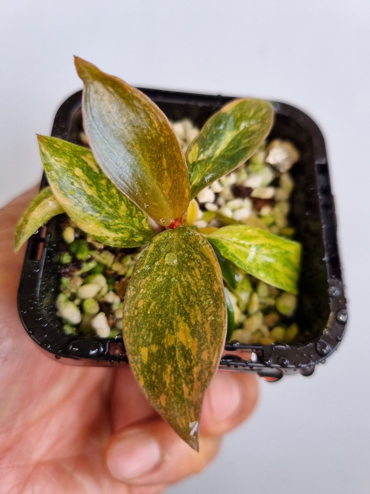 Philodendron - Orange Princess Variegated