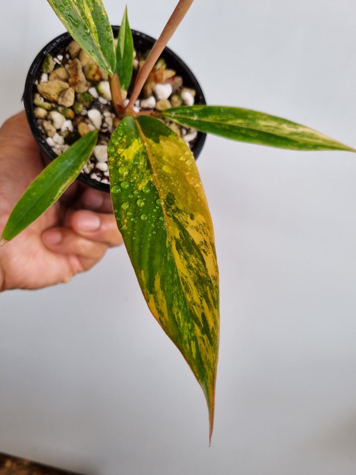 Philodendron - Hybrid (Caramel Marble-type) Variegated