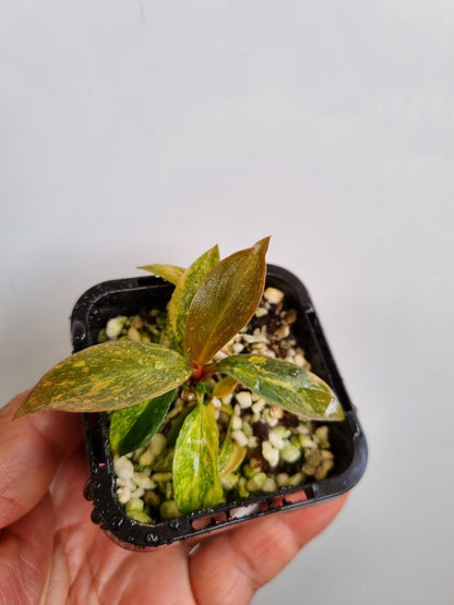 Philodendron - Orange Princess Variegated