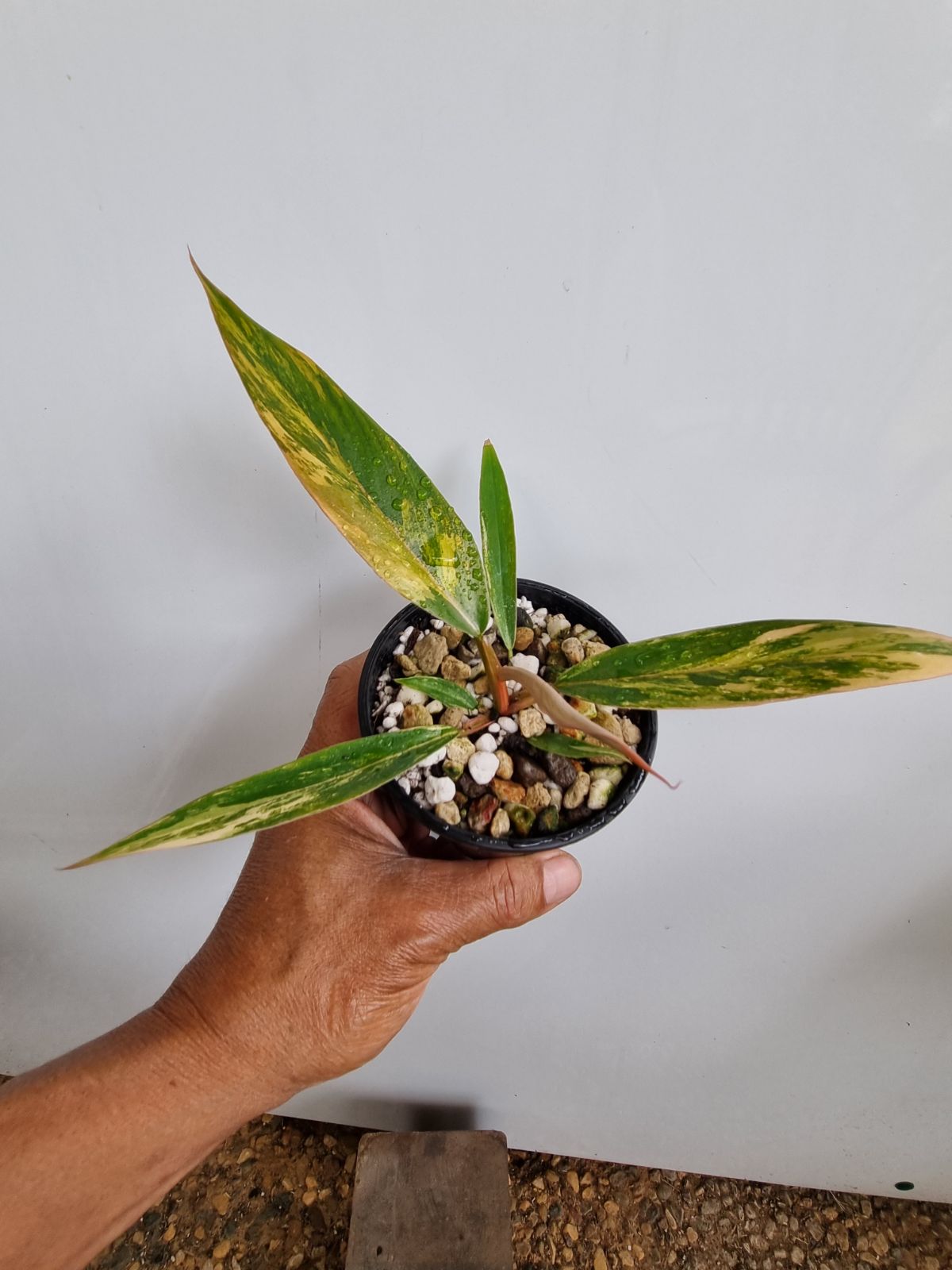 Philodendron - Hybrid (Caramel Marble-type) Variegated