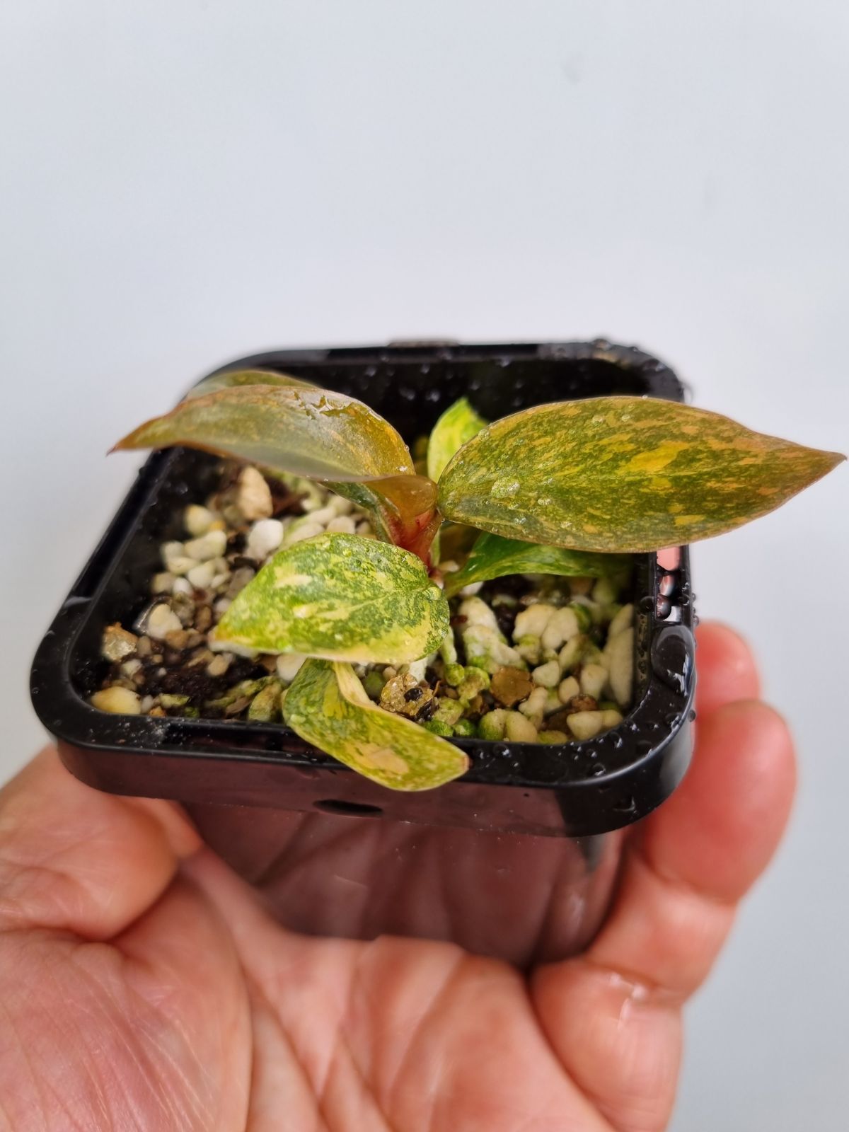 Philodendron - Orange Princess Variegated