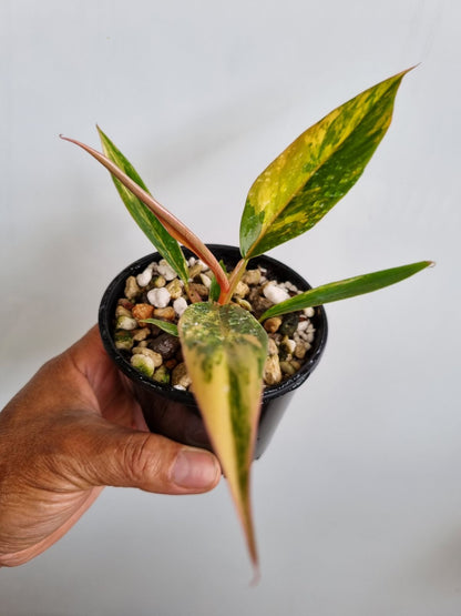 Philodendron - Hybrid (Caramel Marble-type) Variegated