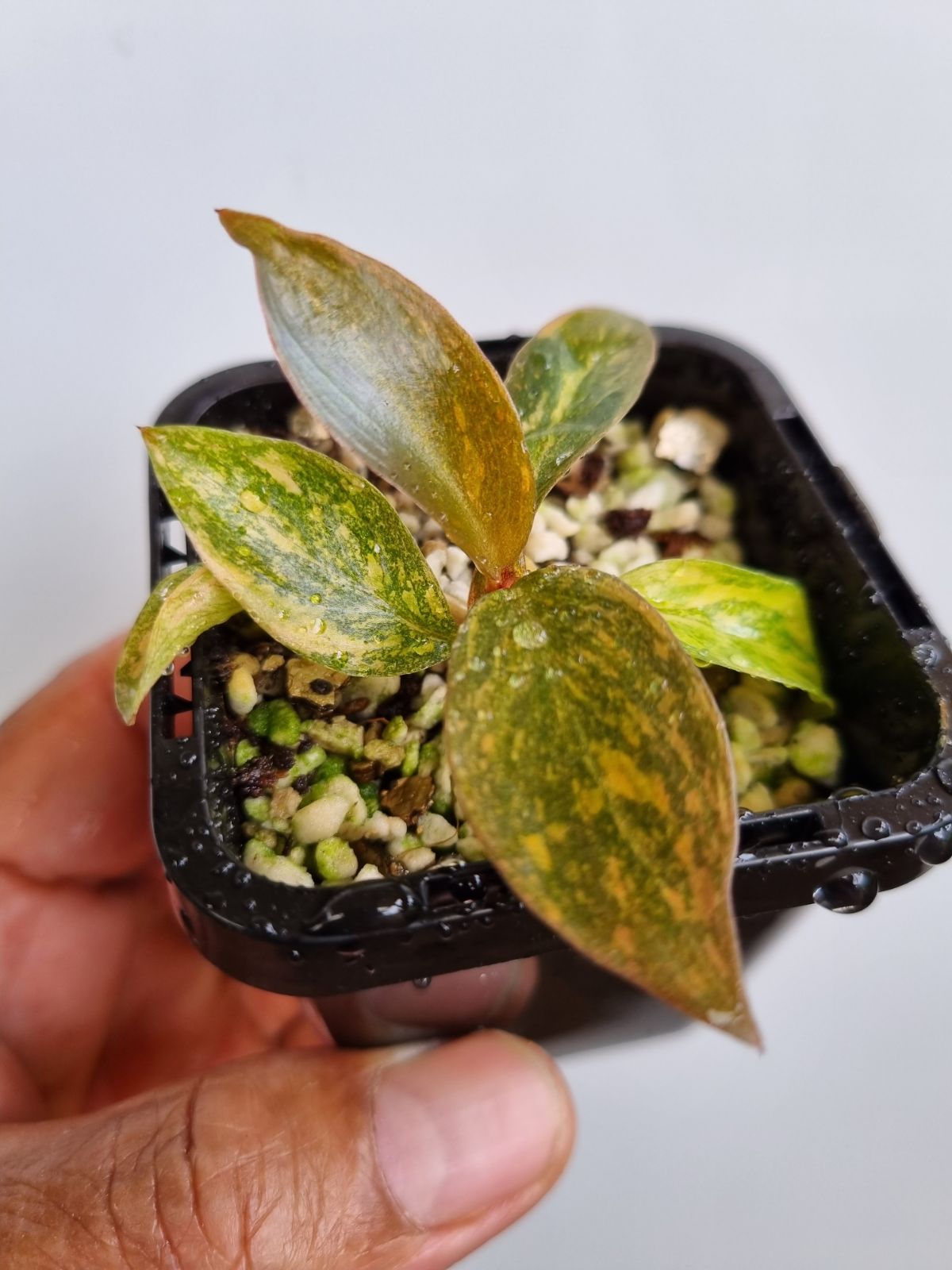 Philodendron - Orange Princess Variegated