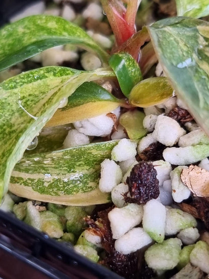 Philodendron - Orange Princess Variegated