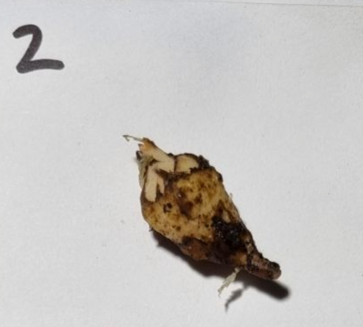 Alocasia - Gageana Aurea Varigated (Corms)