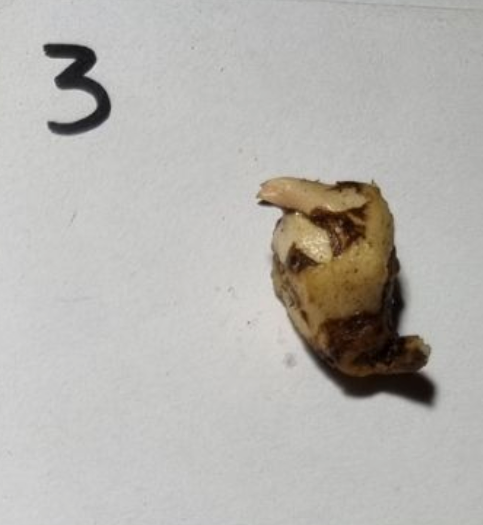 Alocasia - Gageana Aurea Varigated (Corms)