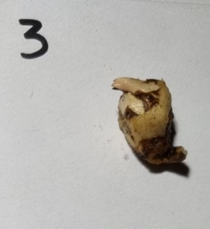 Alocasia - Gageana Aurea Varigated (Corms)