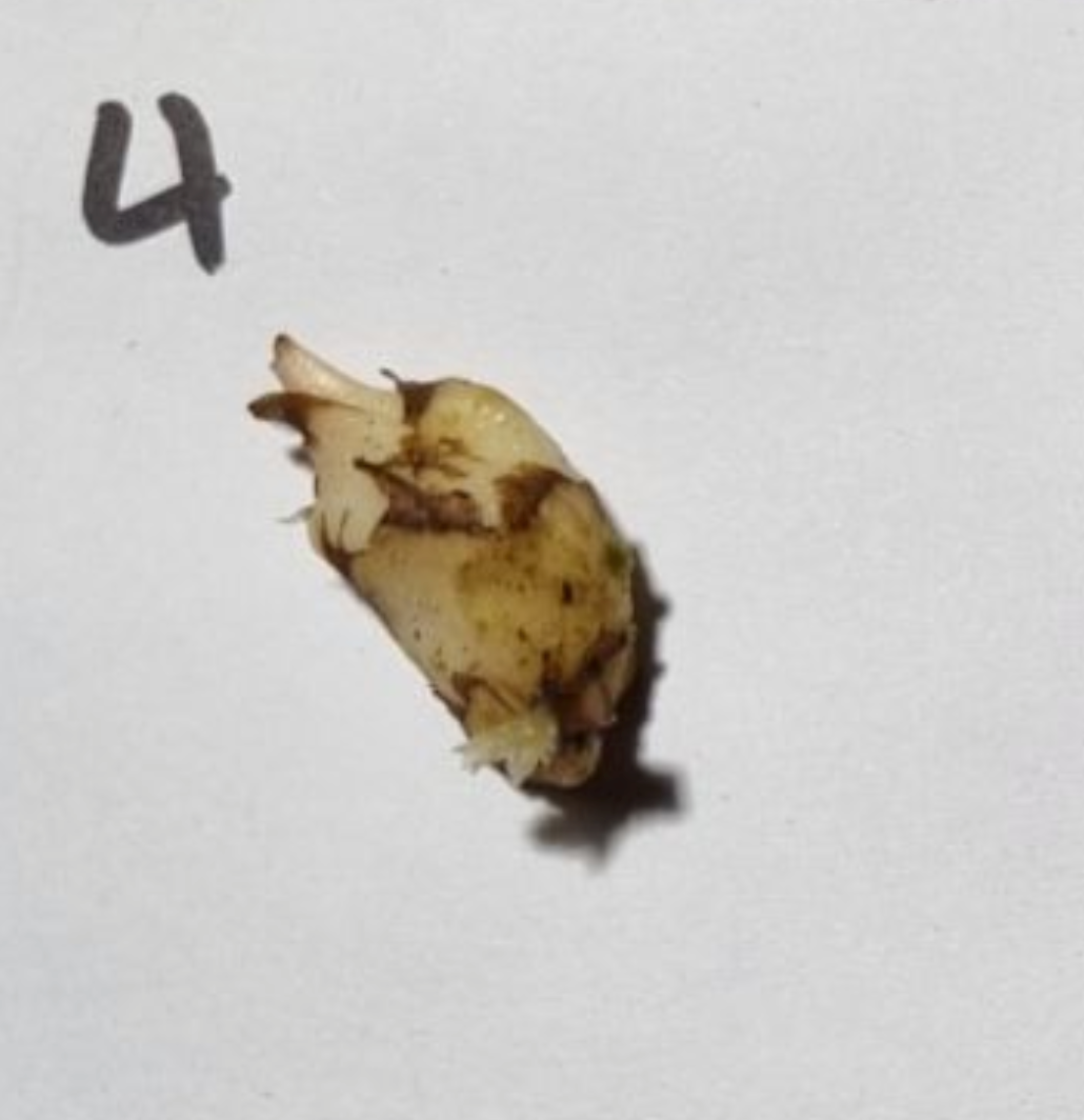 Alocasia - Gageana Aurea Varigated (Corms)