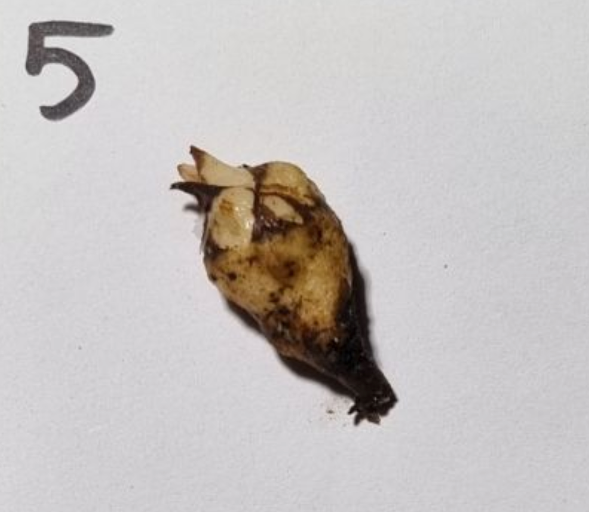 Alocasia - Gageana Aurea Varigated (Corms)