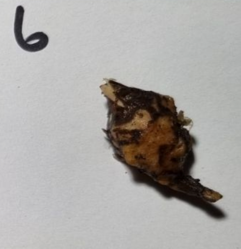 Alocasia - Gageana Aurea Varigated (Corms)