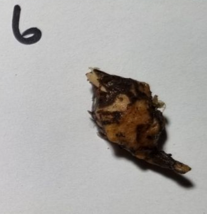 Alocasia - Gageana Aurea Varigated (Corms)