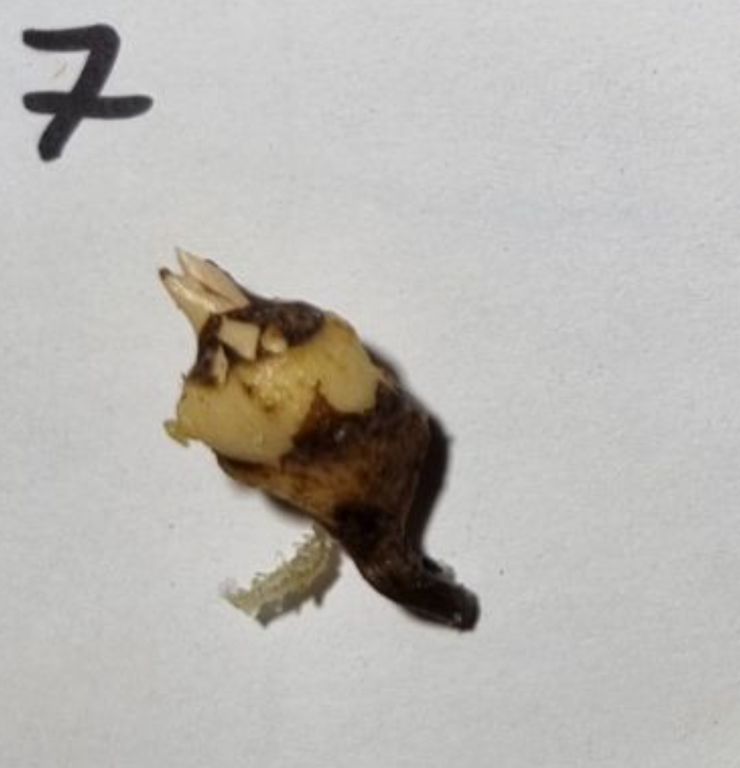 Alocasia - Gageana Aurea Varigated (Corms)