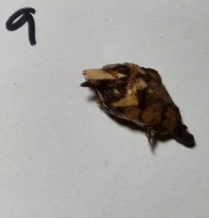 Alocasia - Gageana Aurea Varigated (Corms)