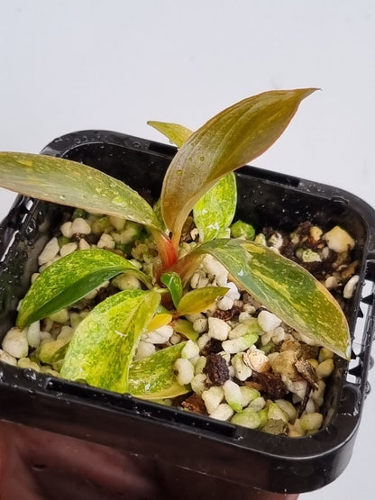 Philodendron - Orange Princess Variegated