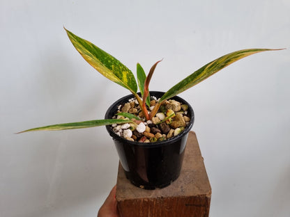 Philodendron - Hybrid (Caramel Marble-type) Variegated