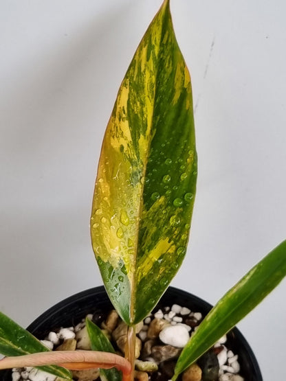 Philodendron - Hybrid (Caramel Marble-type) Variegated
