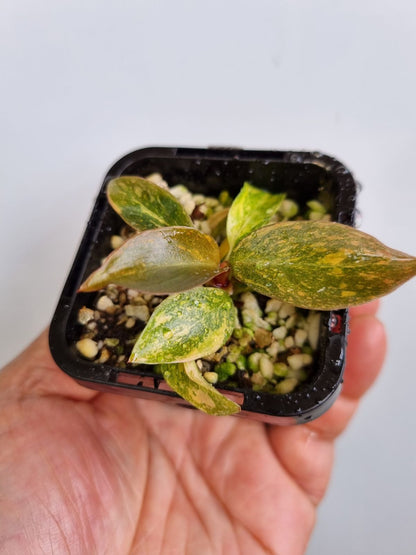 Philodendron - Orange Princess Variegated