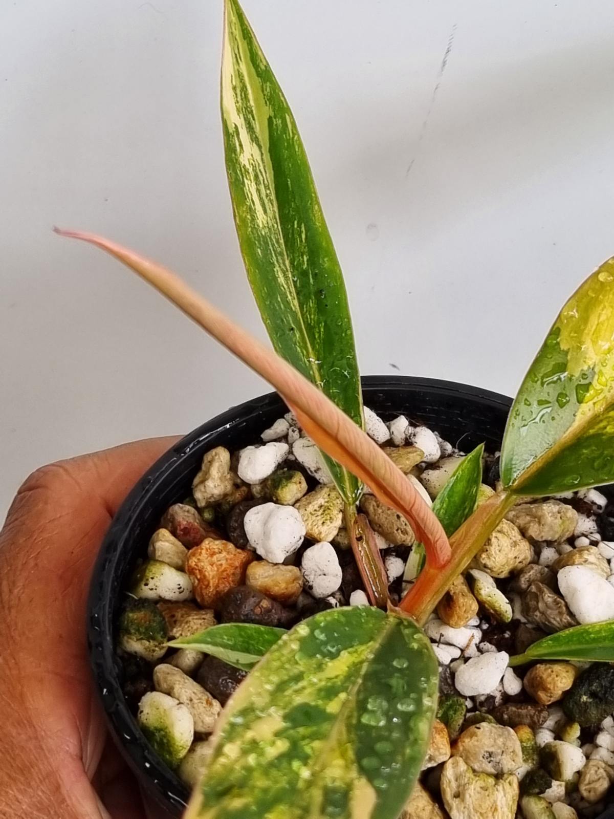 Philodendron - Hybrid (Caramel Marble-type) Variegated