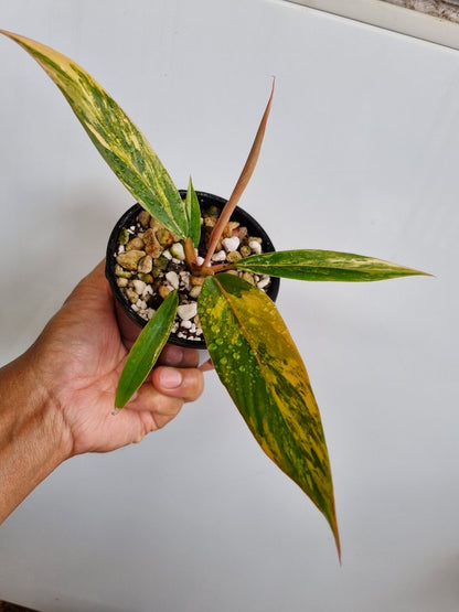 Philodendron - Hybrid (Caramel Marble-type) Variegated