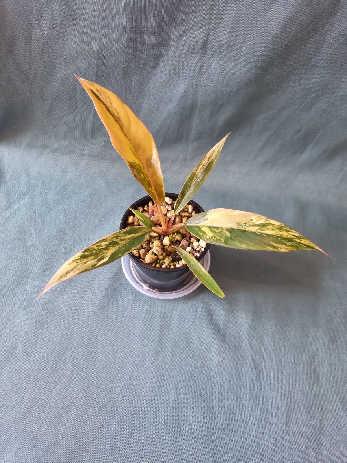 Philodendron - Hybrid (Caramel Marble-type) Variegated