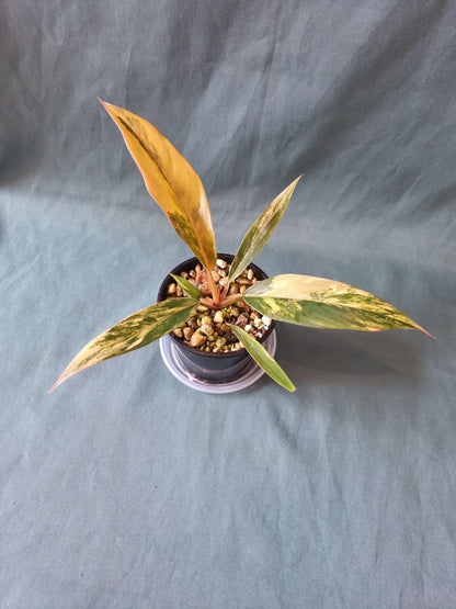 Philodendron - Hybrid (Caramel Marble-type) Variegated