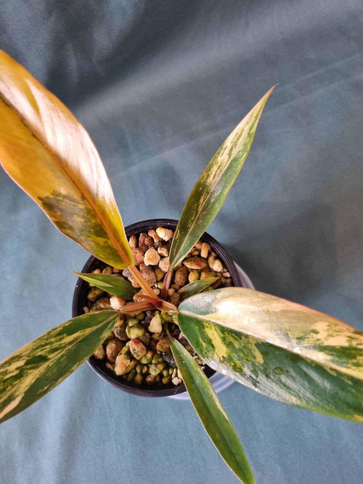 Philodendron - Hybrid (Caramel Marble-type) Variegated