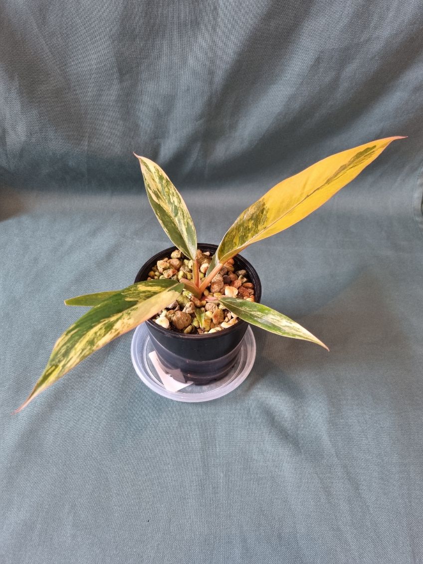 Philodendron - Hybrid (Caramel Marble-type) Variegated