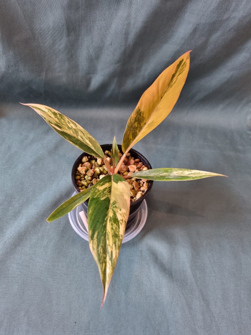 Philodendron - Hybrid (Caramel Marble-type) Variegated