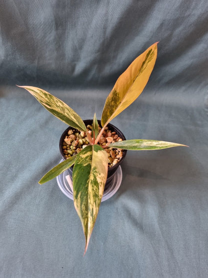 Philodendron - Hybrid (Caramel Marble-type) Variegated