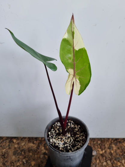 Alocasia - Black Stem Varigated