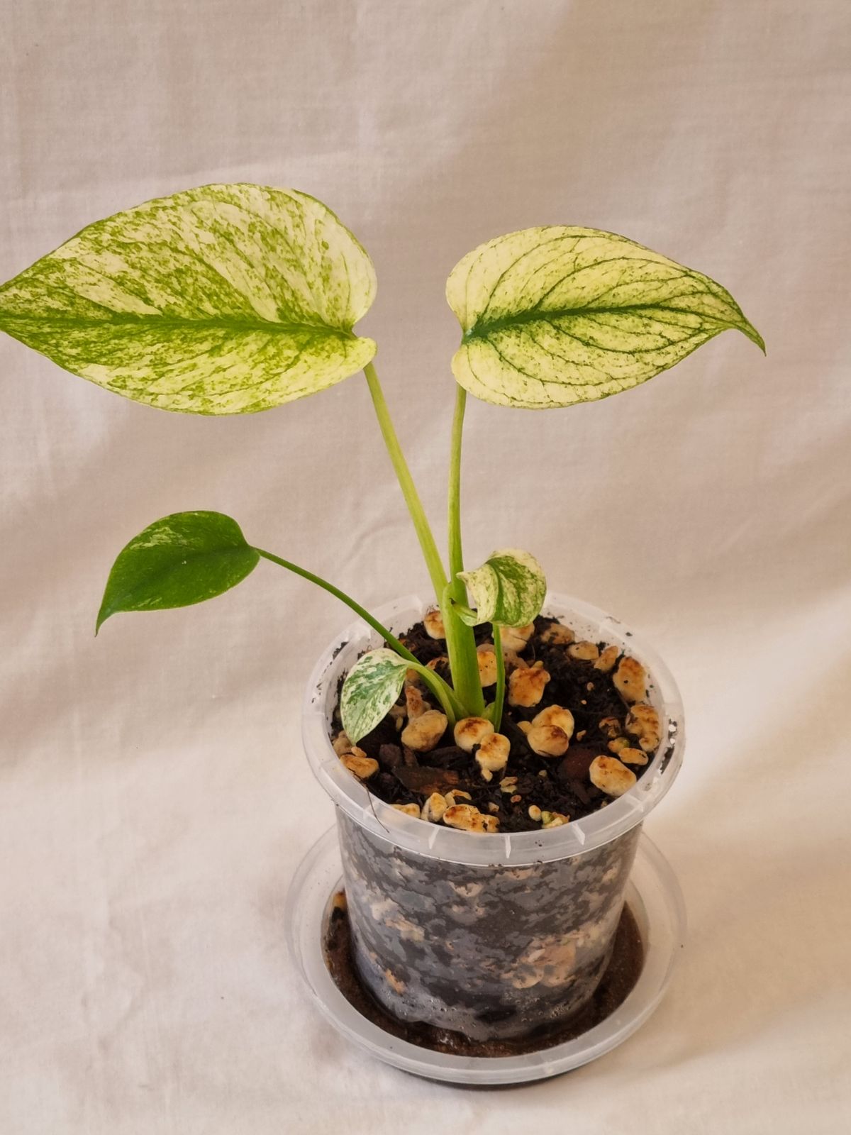 Monstera - Deliciosa (Mint Variegation)