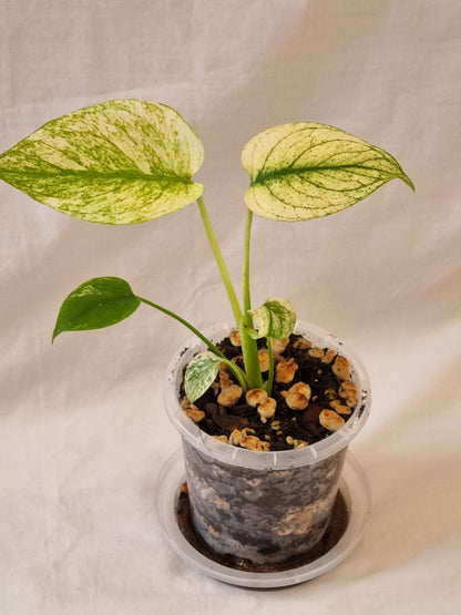 Monstera - Deliciosa (Mint Variegation)