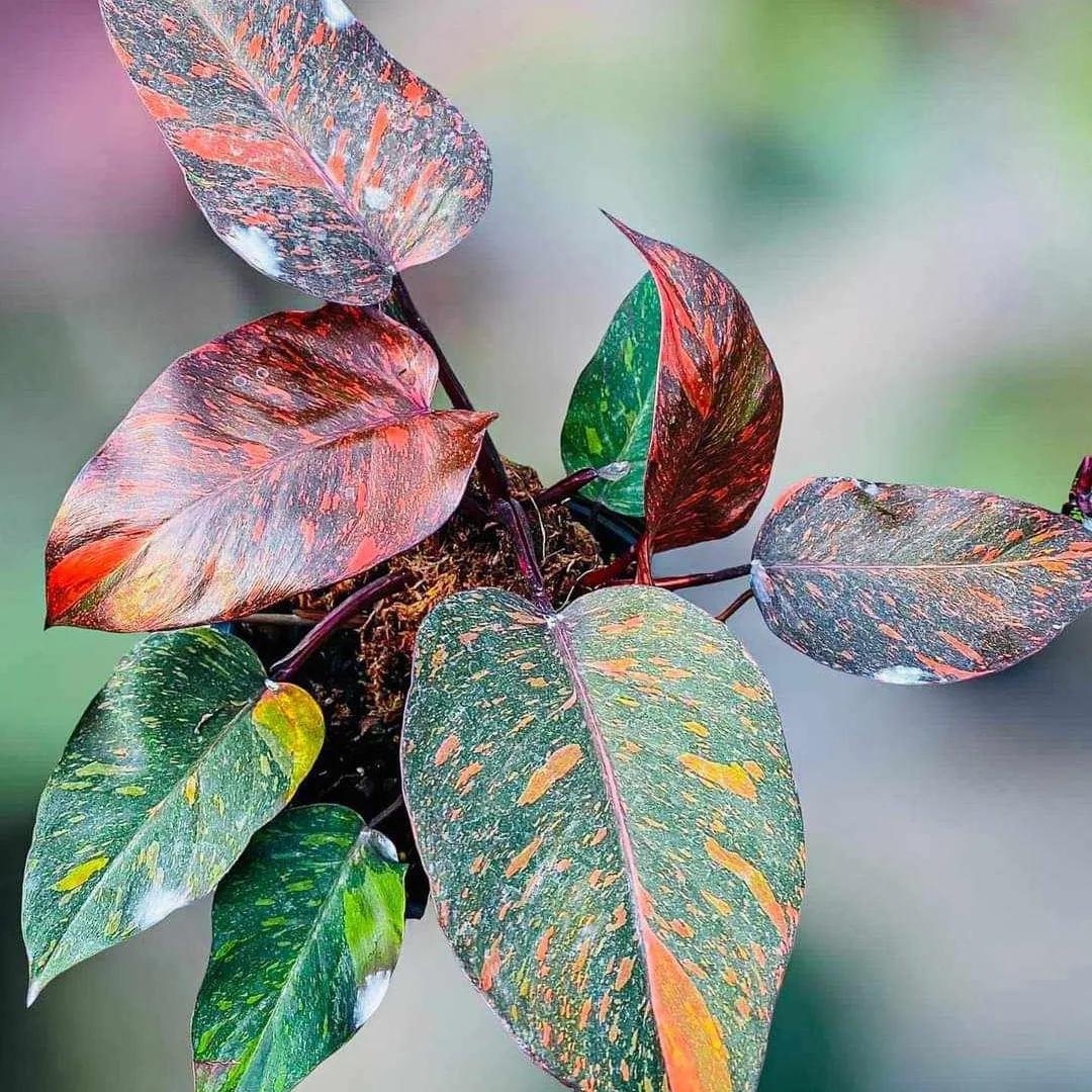 Philodendron - Orange Princess Variegated