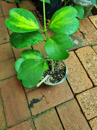 Hoya-Kerrii - Reverse Variegata