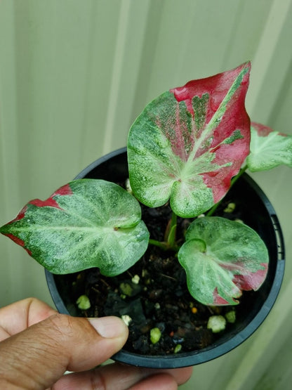 Caladium - Raspberry Splash