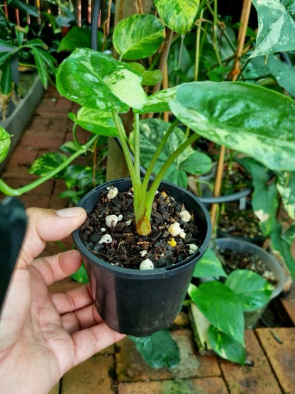 Alocasia - Wentii Variegated