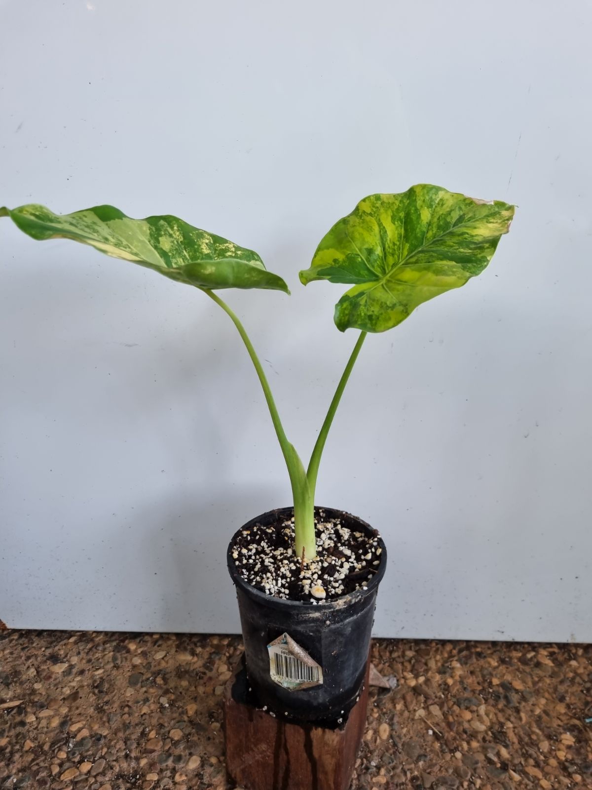 Alocasia - Gageana Aurea