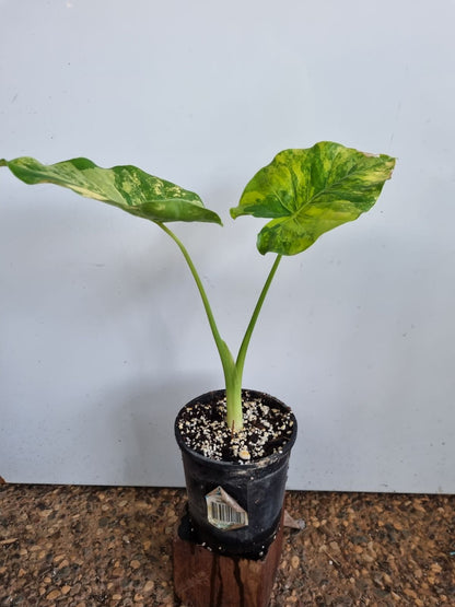 Alocasia - Gageana Aurea