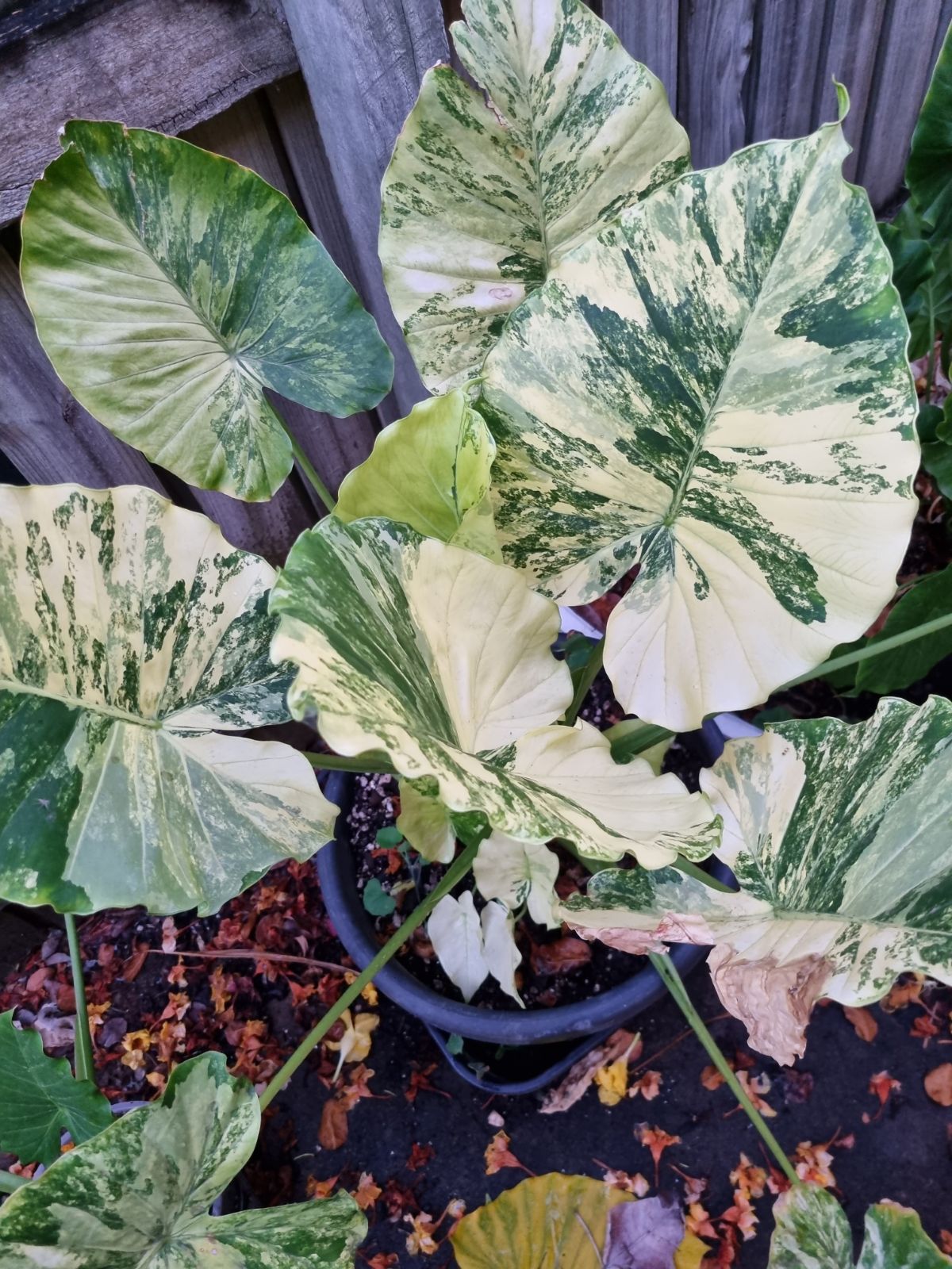 Alocasia - Gageana Aurea Varigated (Corms)