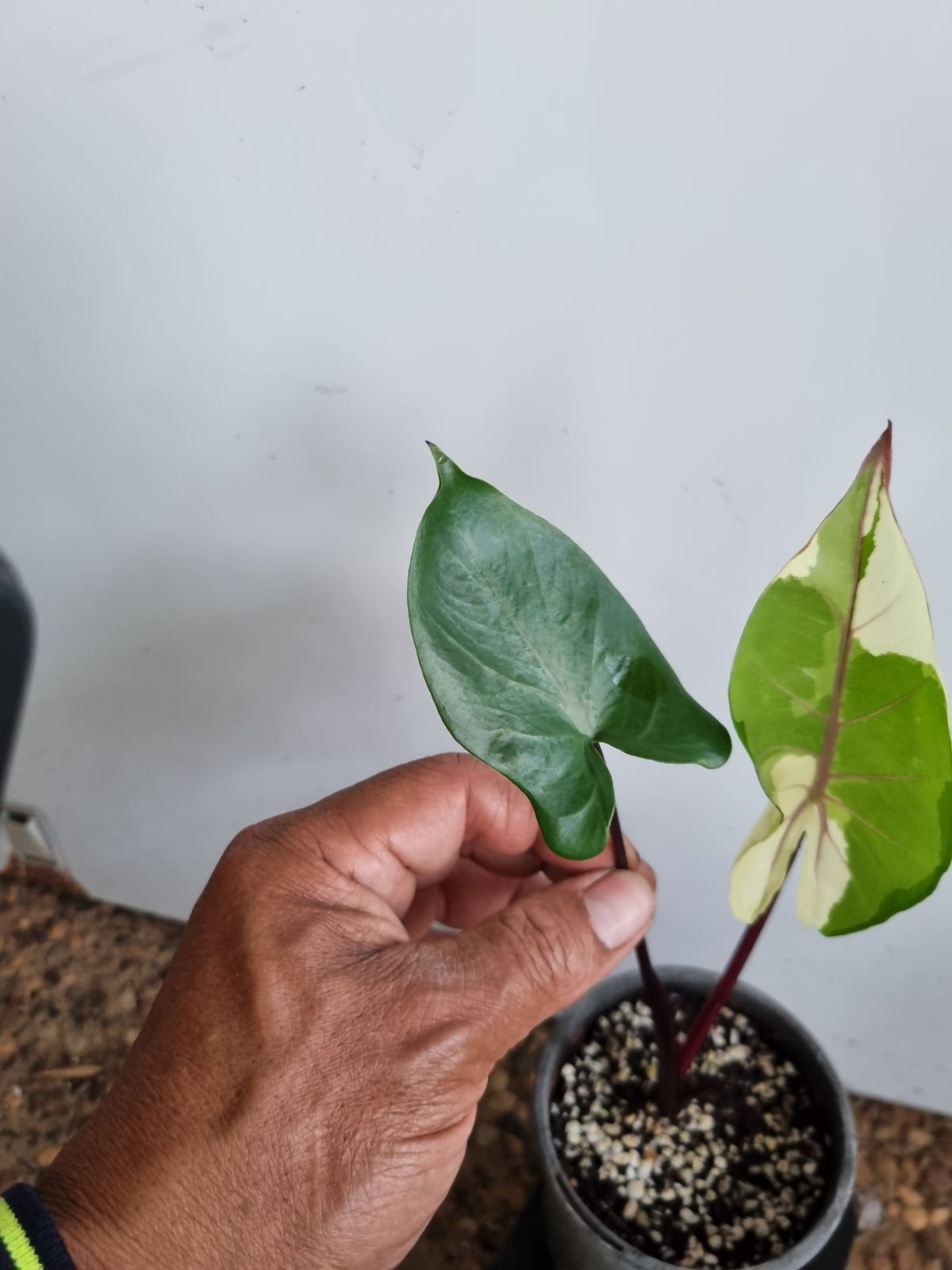Alocasia - Black Stem Varigated
