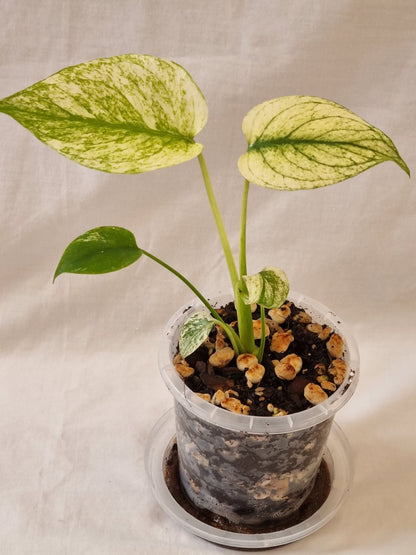 Monstera - Deliciosa (Mint Variegation)