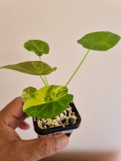 Alocasia - Regale Shield